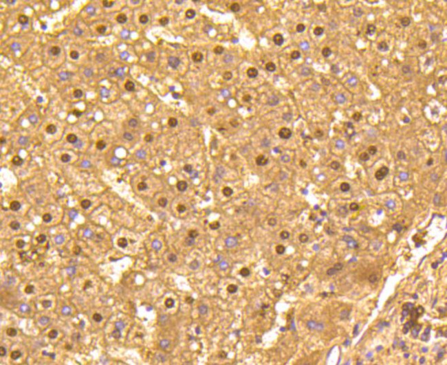 GAPDH Antibody in Immunohistochemistry (Paraffin) (IHC (P))