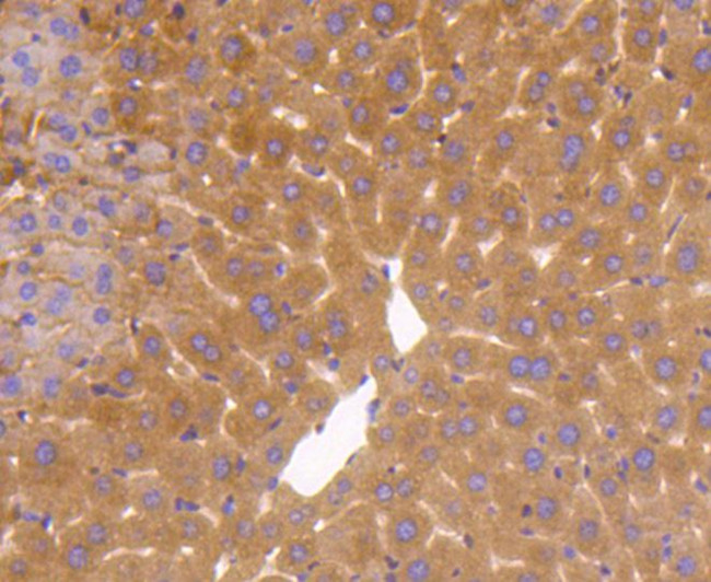 GAPDH Antibody in Immunohistochemistry (Paraffin) (IHC (P))