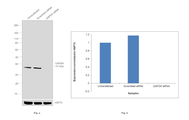 GAPDH Antibody in Western Blot (WB)