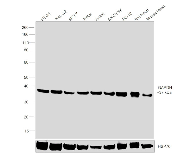 GAPDH Antibody in Western Blot (WB)