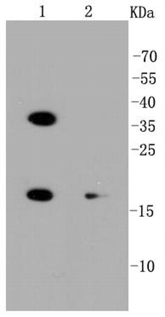 PUMA alpha Antibody (MA5-31994)
