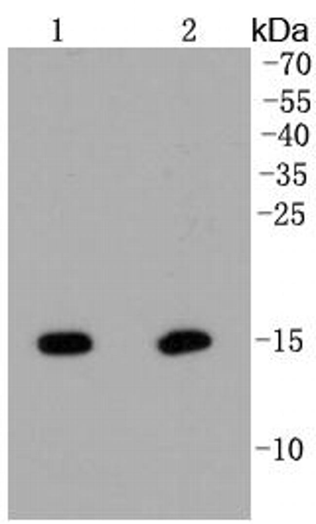 Hydroxyl-Histone H2A (Tyr39) Antibody in Western Blot (WB)