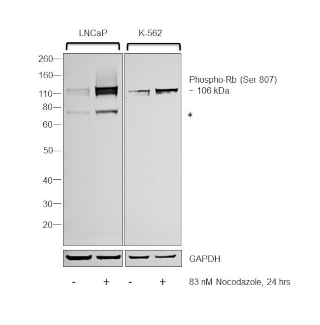Phospho-Rb (Ser807) Antibody in Western Blot (WB)