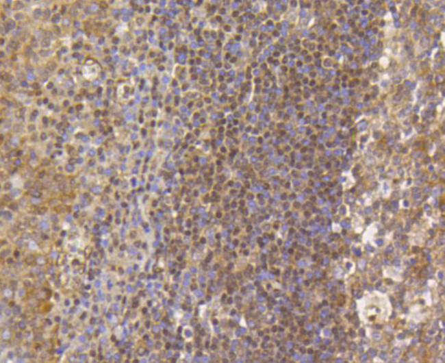 H3K79me1me2me3 Antibody in Immunohistochemistry (Paraffin) (IHC (P))