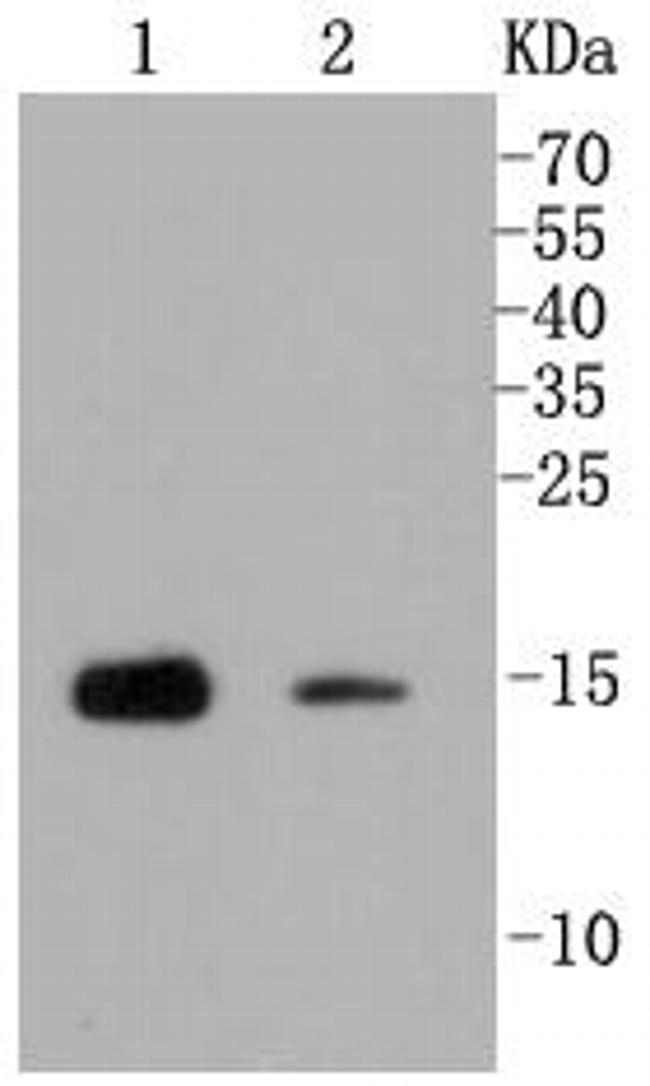 H3K79me1me2me3 Antibody in Western Blot (WB)