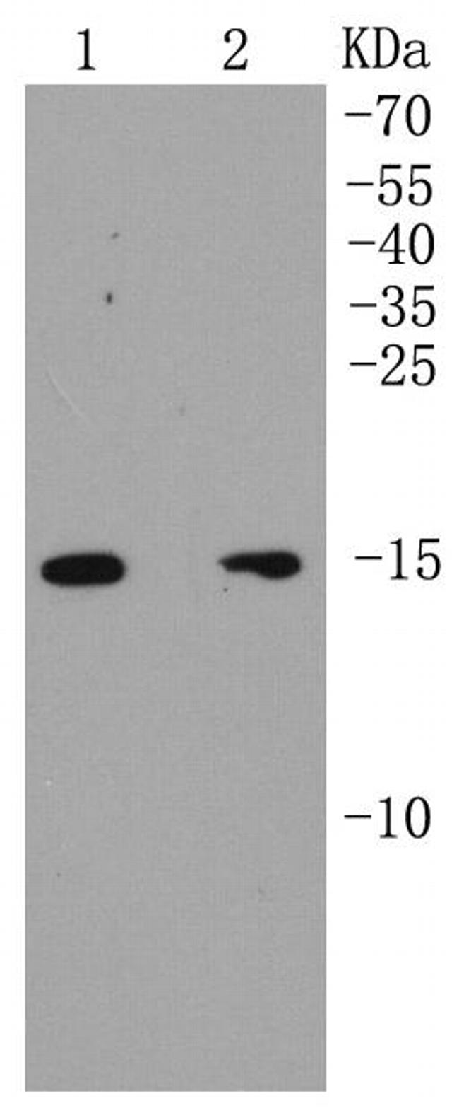 ARPC5 Antibody in Western Blot (WB)