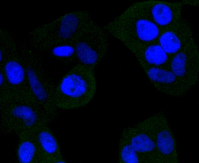 NGF Antibody in Immunocytochemistry (ICC/IF)