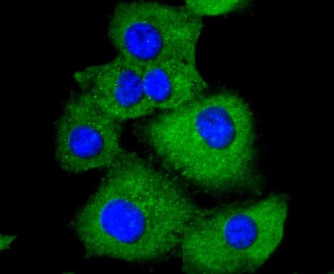 Paxillin Antibody in Immunocytochemistry (ICC/IF)