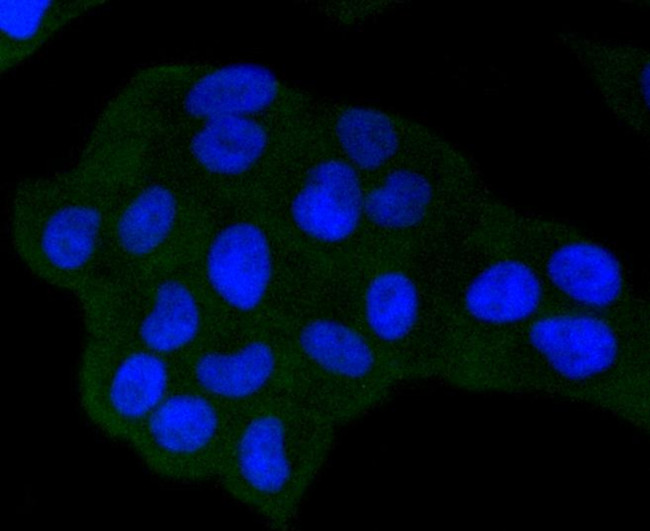 NOX4 Antibody in Immunocytochemistry (ICC/IF)