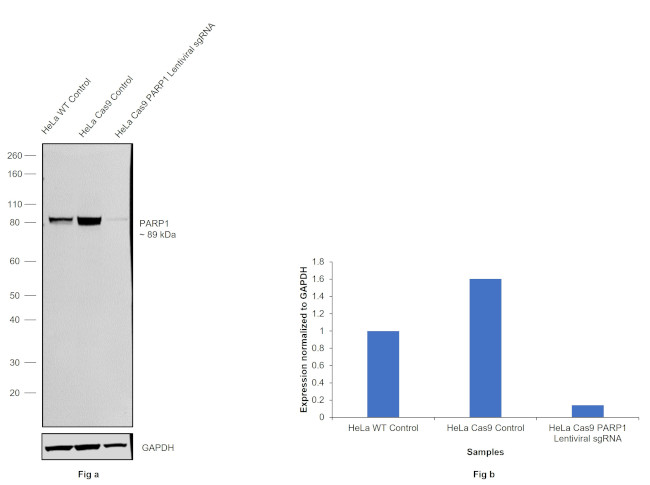 PARP1 (cleaved Asp214) Antibody in Western Blot (WB)