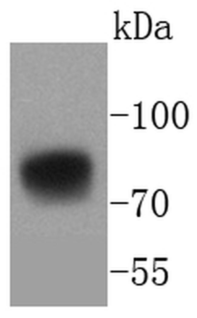 5T4 Antibody in Western Blot (WB)