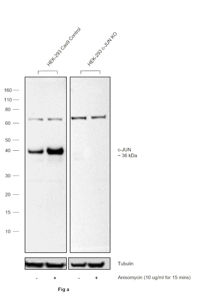 Phospho-c-Jun (Ser63) Antibody