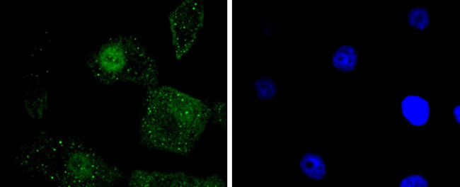 Phospho-c-Jun (Ser63) Antibody in Immunocytochemistry (ICC/IF)