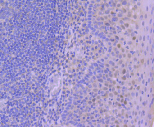 Phospho-c-Jun (Ser63) Antibody in Immunohistochemistry (Paraffin) (IHC (P))