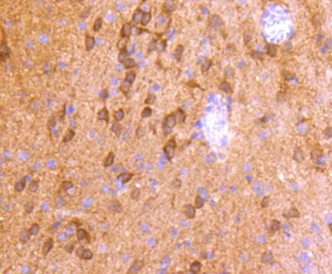 CaMKII Pan Antibody in Immunohistochemistry (Paraffin) (IHC (P))