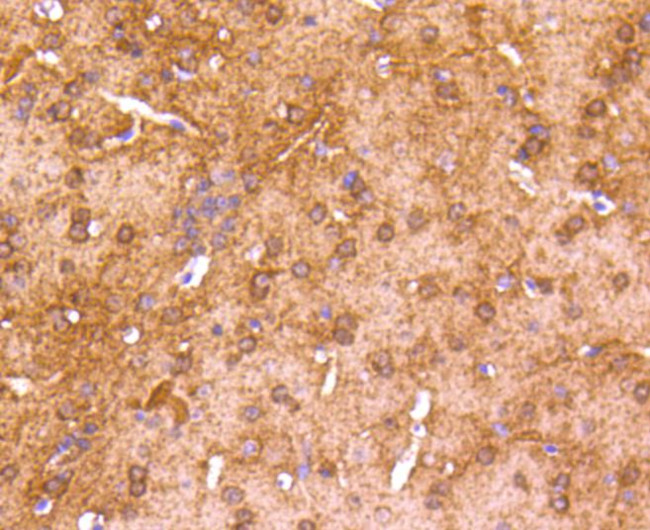 CaMKII Pan Antibody in Immunohistochemistry (Paraffin) (IHC (P))