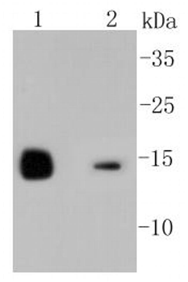 Lysozyme Antibody in Western Blot (WB)