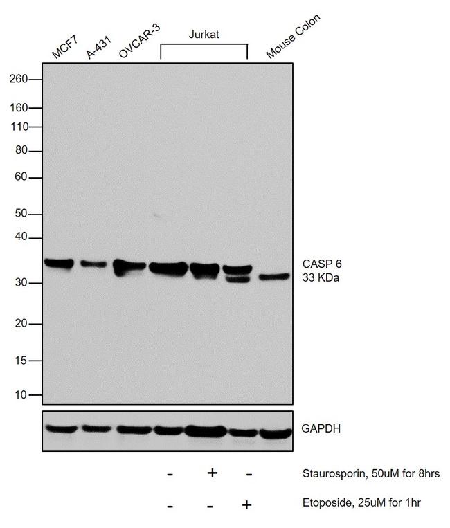 Caspase 6 Antibody in Western Blot (WB)