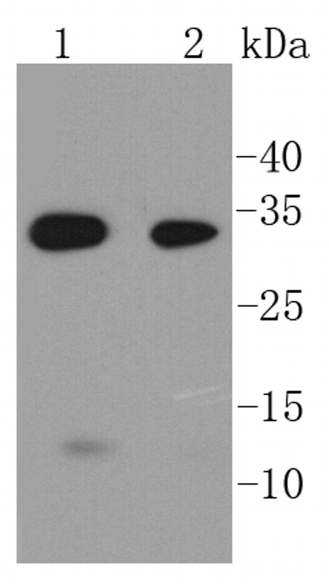 Caspase 6 Antibody in Western Blot (WB)