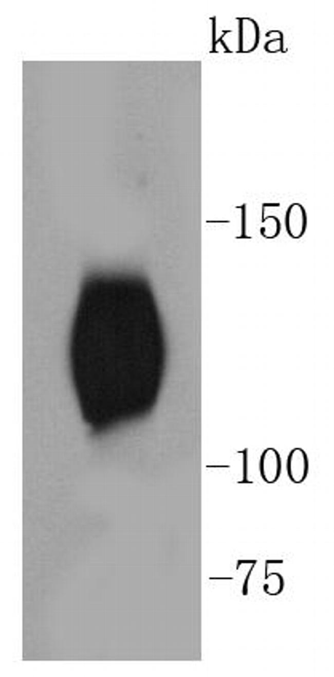 Phospho-TrkB (Tyr817) Antibody in Western Blot (WB)