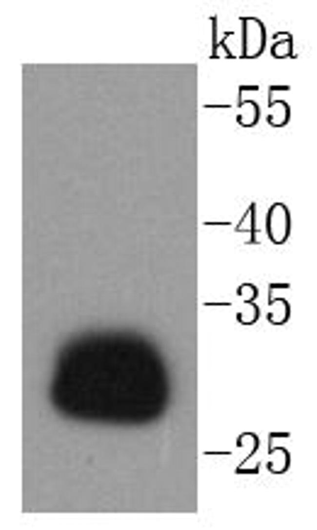 HLA-DR Antibody in Western Blot (WB)