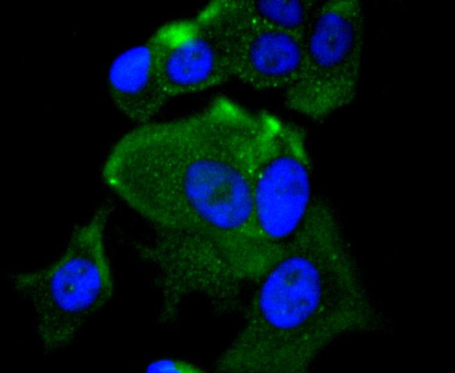 MEKK2 Antibody in Immunocytochemistry (ICC/IF)