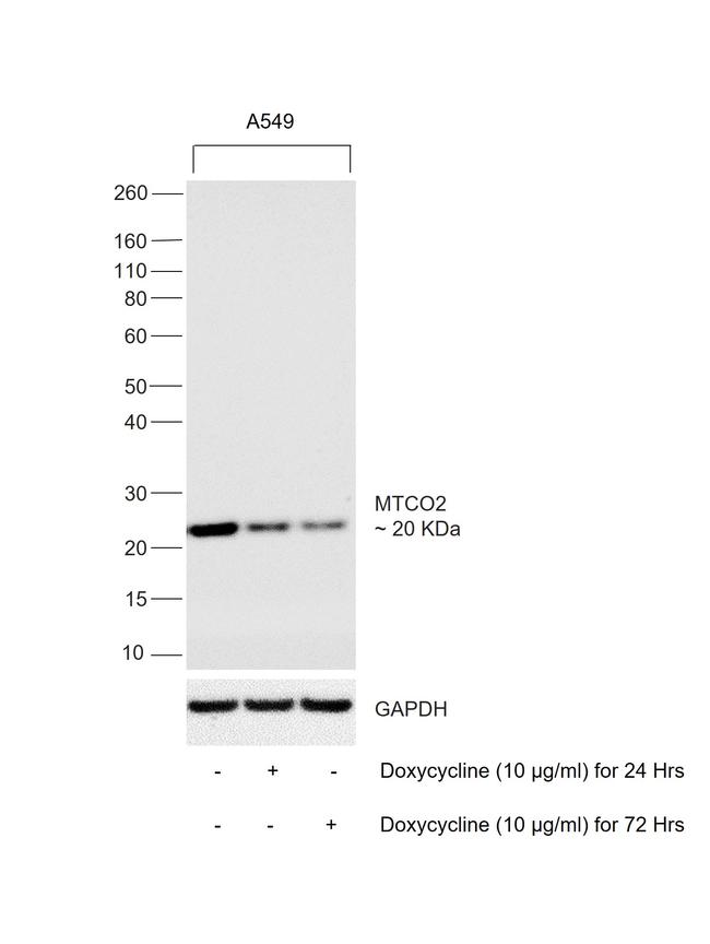 MTCO2 Antibody