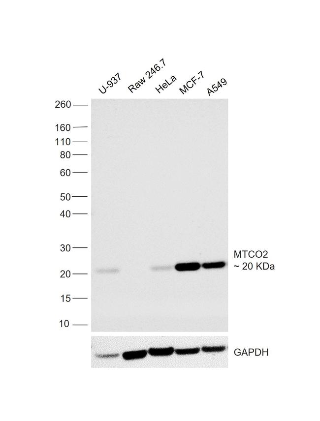 MTCO2 Antibody in Western Blot (WB)