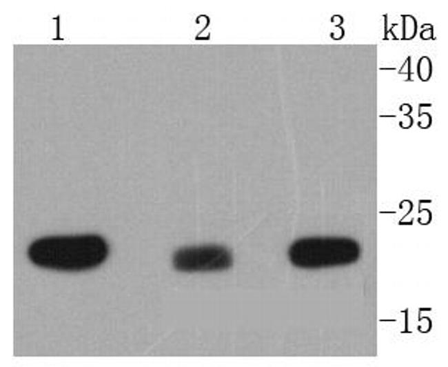 MTCO2 Antibody in Western Blot (WB)