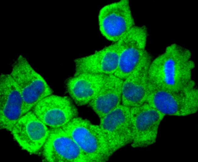 COX1 Antibody in Immunocytochemistry (ICC/IF)