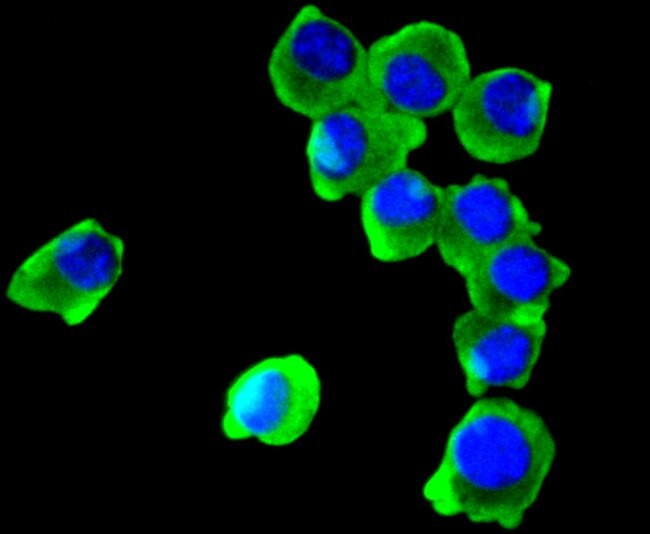 COX1 Antibody in Immunocytochemistry (ICC/IF)