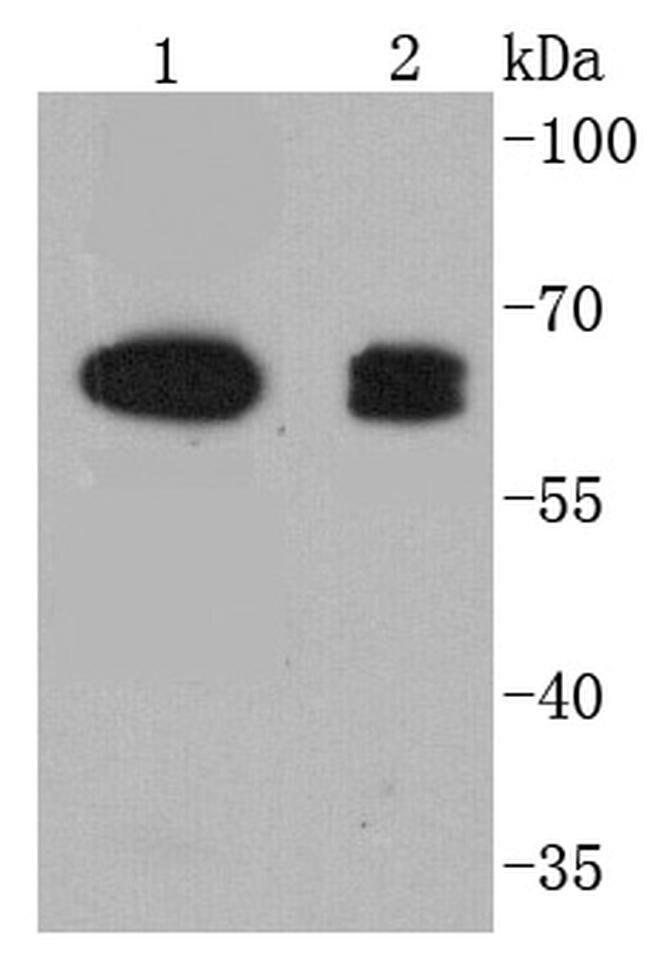 COX1 Antibody in Western Blot (WB)