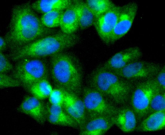 ATG5 Antibody in Immunocytochemistry (ICC/IF)