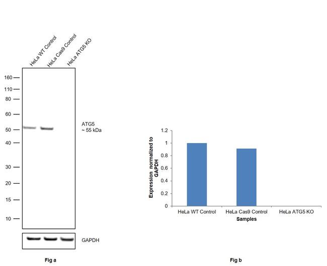 ATG5 Antibody in Western Blot (WB)