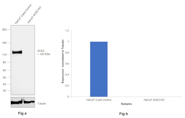 ACE2 Antibody