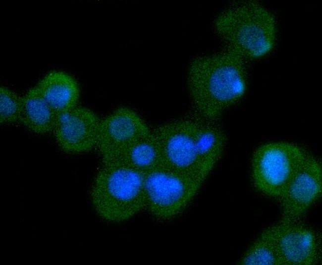 Bcl-10 Antibody in Immunocytochemistry (ICC/IF)