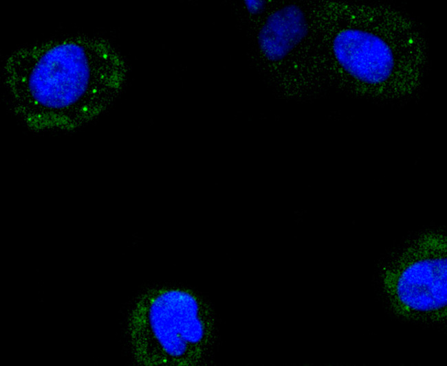 Cyclin B2 Antibody in Immunocytochemistry (ICC/IF)