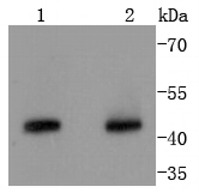 Cyclin B2 Antibody in Western Blot (WB)