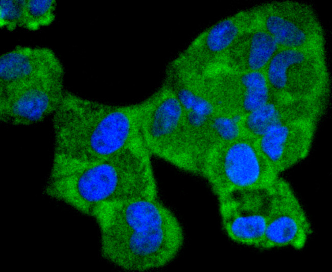 Phospho-MEK1 (Ser298) Antibody in Immunocytochemistry (ICC/IF)