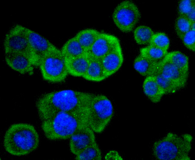 Phospho-MEK1 (Ser298) Antibody in Immunocytochemistry (ICC/IF)