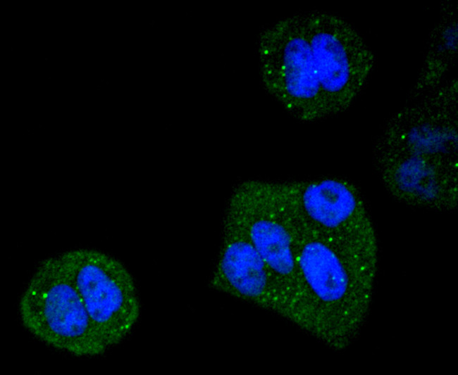 DYNLL1 Antibody in Immunocytochemistry (ICC/IF)