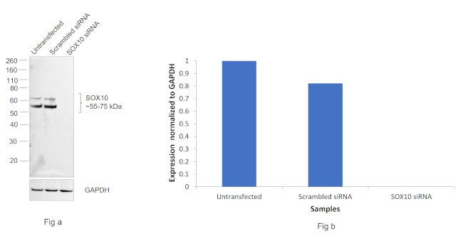 SOX10 Antibody