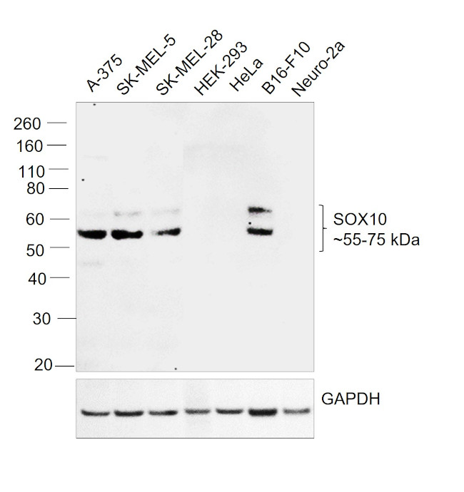 SOX10 Antibody in Western Blot (WB)