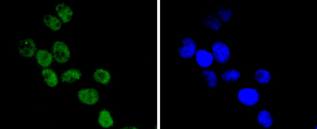 Cdc40 Antibody in Immunocytochemistry (ICC/IF)