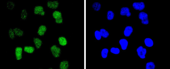 Cdc40 Antibody in Immunocytochemistry (ICC/IF)