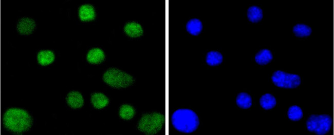 Cdc40 Antibody in Immunocytochemistry (ICC/IF)