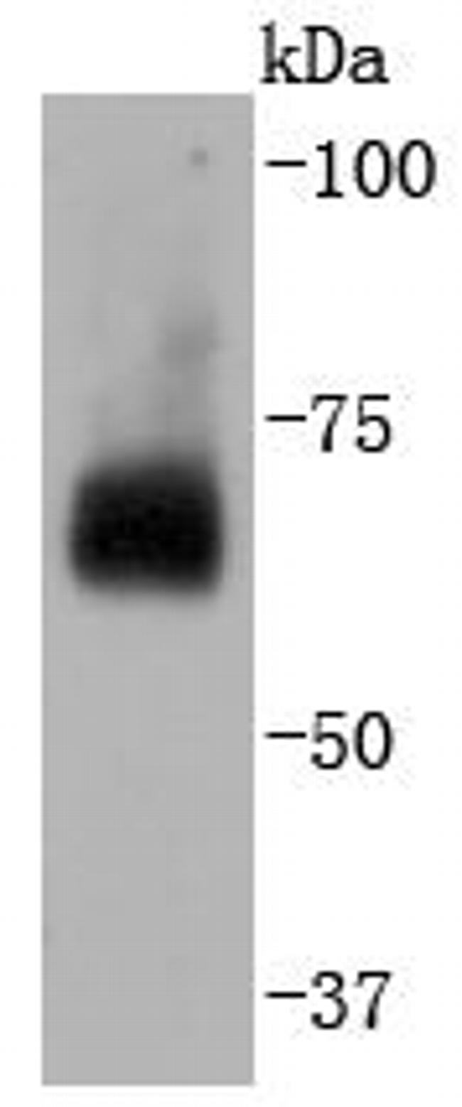 Cdc40 Antibody in Western Blot (WB)