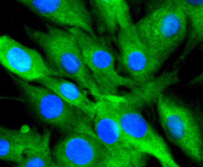 14-3-3 beta Antibody in Immunocytochemistry (ICC/IF)