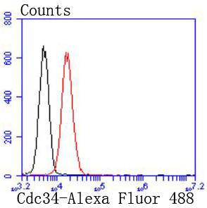 Cdc34 Antibody in Flow Cytometry (Flow)