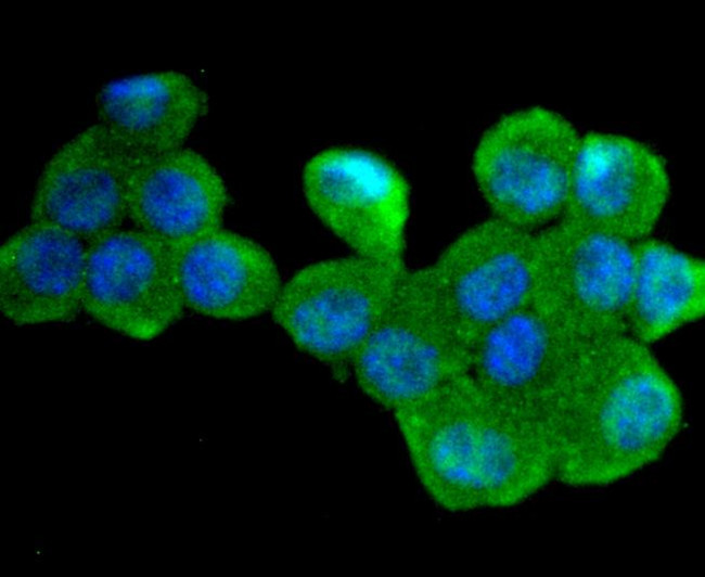 Cdc34 Antibody in Immunocytochemistry (ICC/IF)